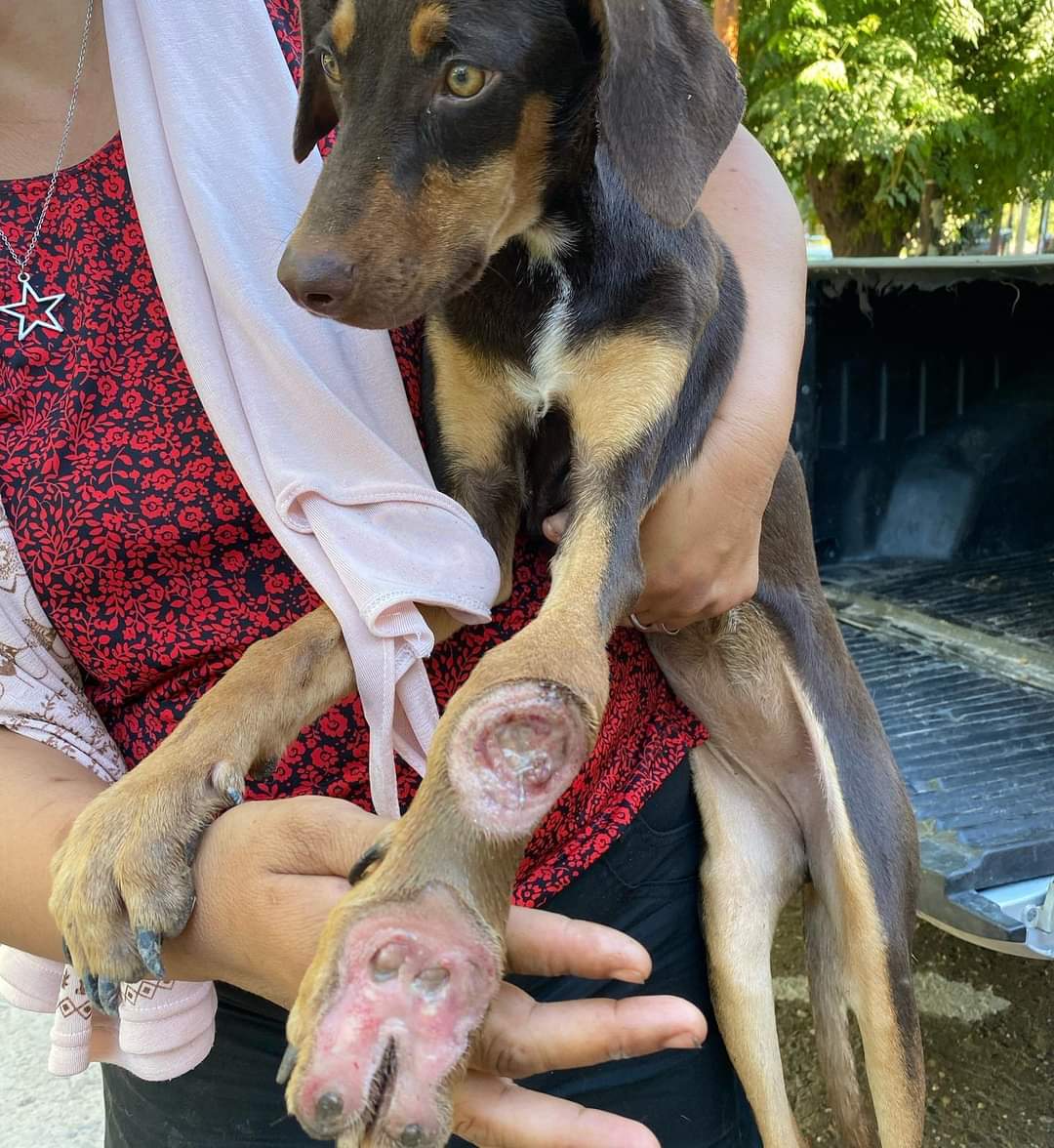 bichossgo's tweet photo. Volvimos a Twitter porque necesitamos MAXIMA DIFUSIÓN a este caso URGENTE.⚠️

Encontramos a esta pequeña con su mano DESTRUÍDA, hay que amputarla! es sólo una cachorra y ya sufrió mucho.  Necesitamos cubrir su cirugía. 
Por favor, ¿te sumas?🥺🙏
$10, $50 o $100.
AYUDANOS CON 1 RT https://t.co/yB2Yk60lIa