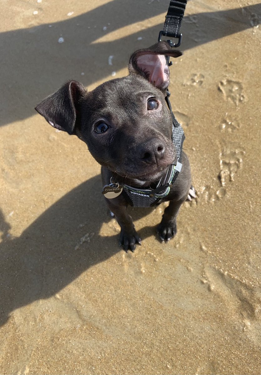Lindsey___loves's tweet photo. @dog_feelings @dog_rates https://t.co/YegZIZwWBB