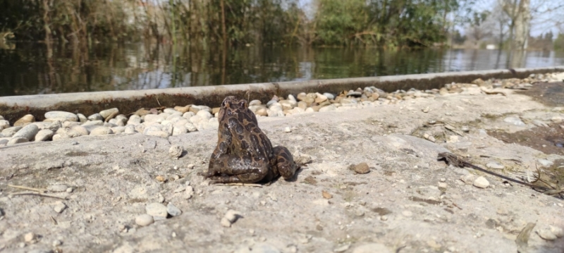 L'@ajfigueres renaturalitza una bassa del Parc de les Aigües: revistabaixemporda.cat/figueres-renat…