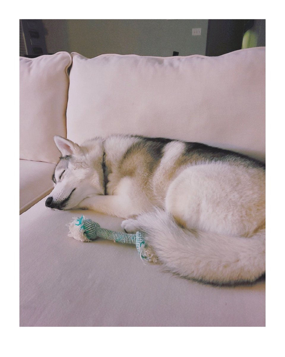 RemarkableMo's tweet image. Happy National Puppy Day!  #7monthsold