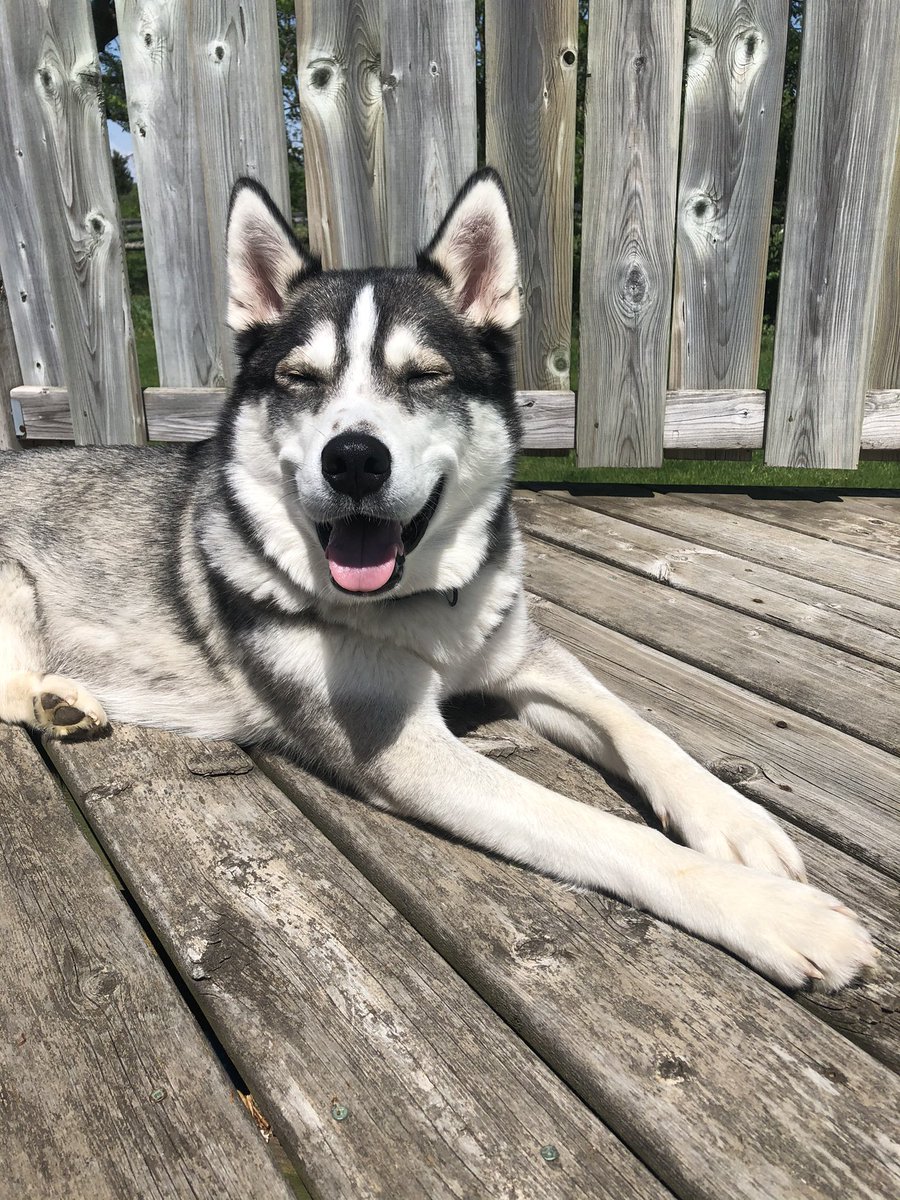 morganlperrin's tweet photo. @dog_rates Always smiling 💙 https://t.co/ZuyXejcH2M