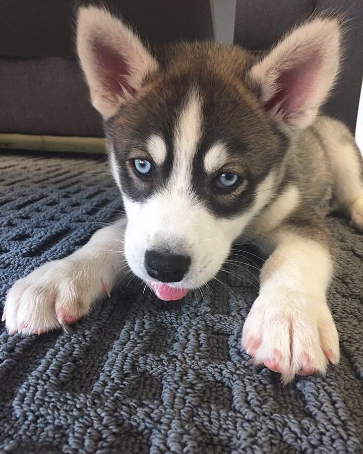 morganlperrin's tweet photo. @dog_rates Always smiling 💙 https://t.co/ZuyXejcH2M