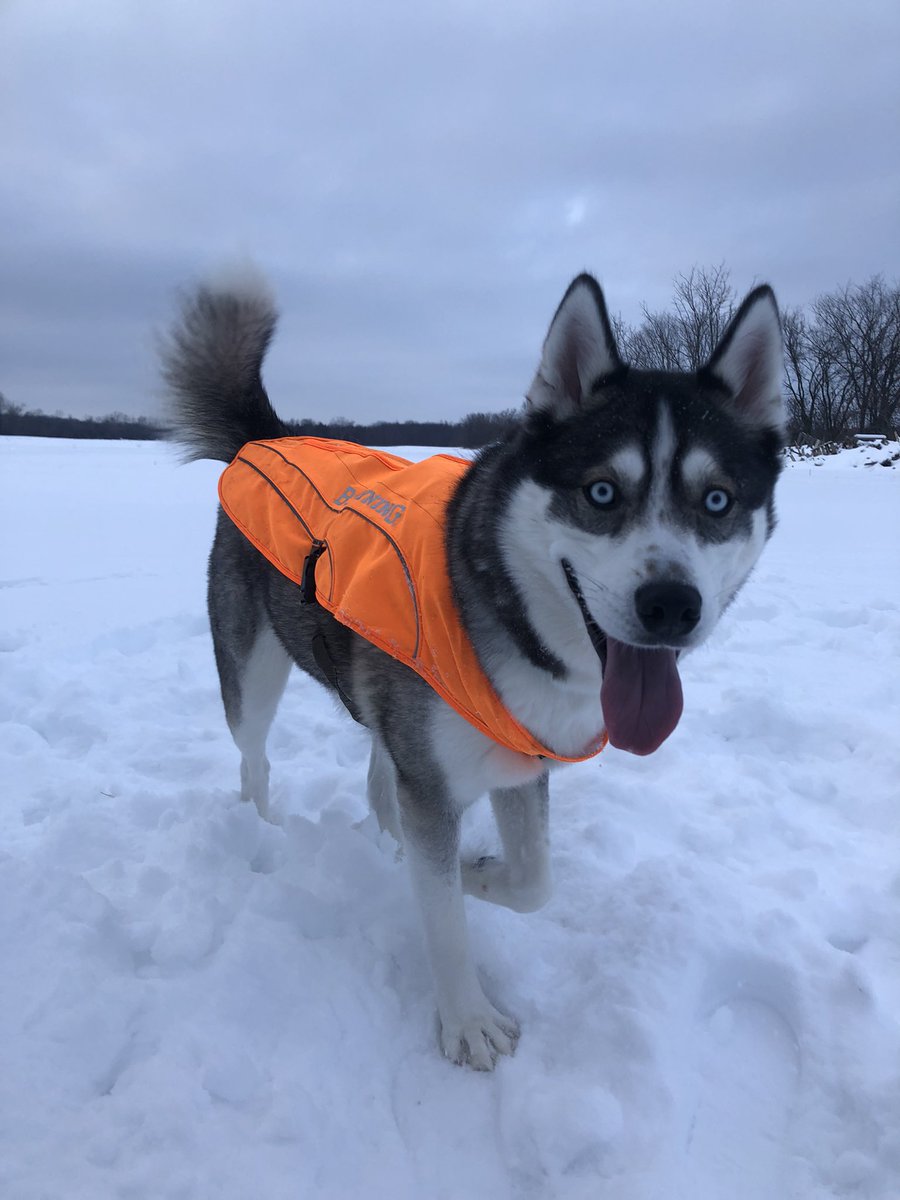 morganlperrin's tweet photo. @dog_rates Always smiling 💙 https://t.co/ZuyXejcH2M