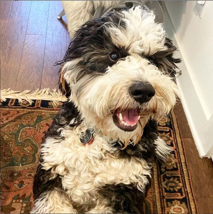 FleishmanTX's tweet photo. Nothing brightens up a video call like a surprise appearance from a pup, especially when our team has such cute dogs. #NationalPuppyDay https://t.co/pg8pko9a2X