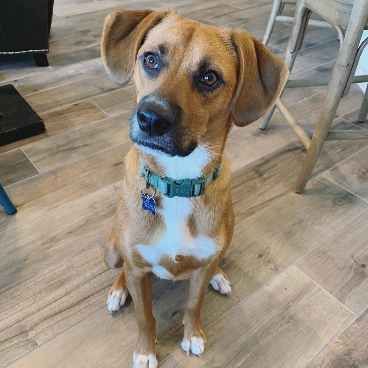 FleishmanTX's tweet photo. Nothing brightens up a video call like a surprise appearance from a pup, especially when our team has such cute dogs. #NationalPuppyDay https://t.co/pg8pko9a2X