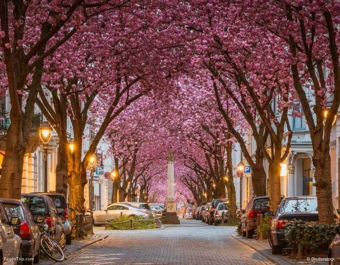 jonburkeUK's tweet photo. People are willing to:

◾️ Travel further &amp; more often to visit retail environments with mature tree cover.

◾️ Spend more time in retail areas with trees.

◾️ Pay 9 to 12% more for goods and services in a shopping area with large, well-cared for trees.

https://t.co/VoKD5Q2USG https://t.co/32qDrN9S2T