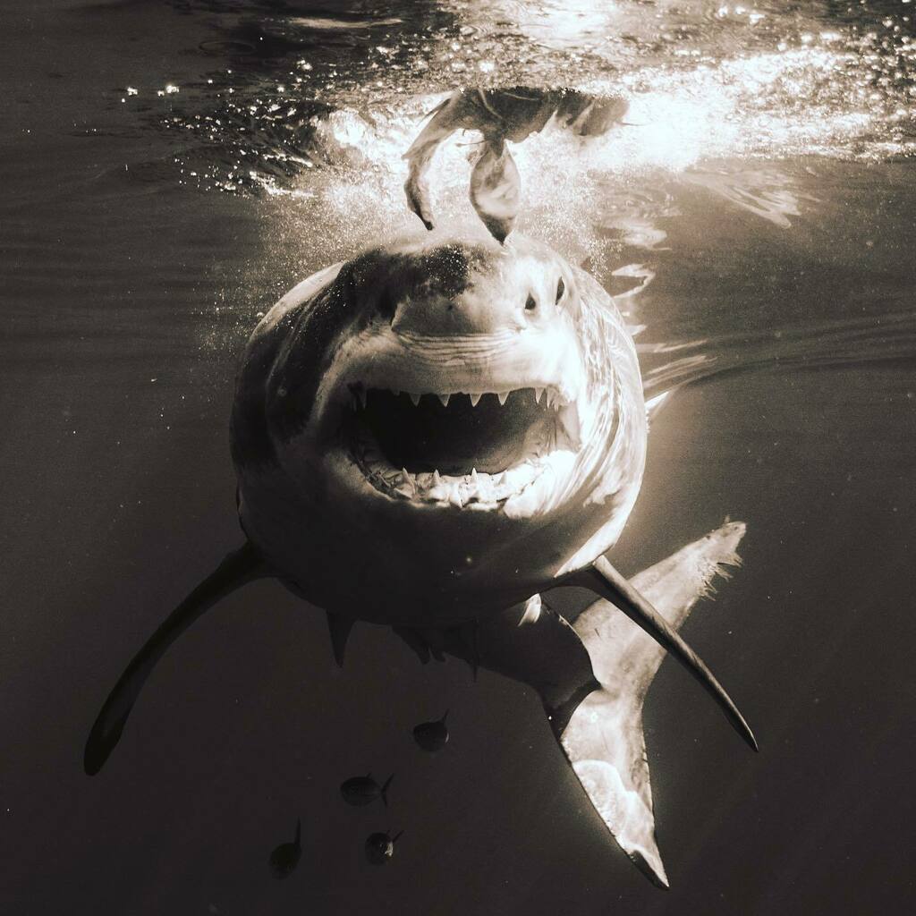 Shark Diving Xperts tweet media