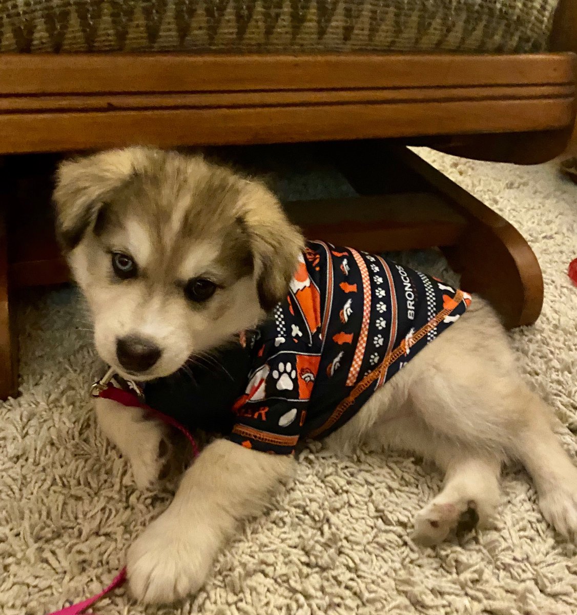 Claireabama's tweet photo. @dog_rates This is Sesi pup. Big fan of the Broncos. Not a fan of wearing clothes. https://t.co/O5I8gk5TZ3