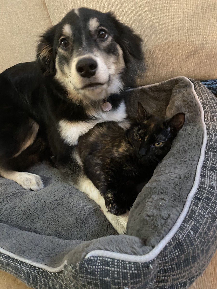 danicaliefornia's tweet photo. @dog_rates https://t.co/qFaE9I75C8