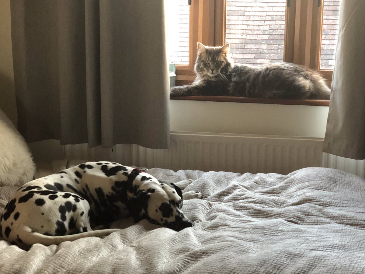 MsEPriestley's tweet photo. the two loves of my life 💕 https://t.co/Hbv5ussHbZ