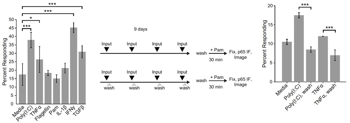 HelenRClark's tweet photo. 7/Finally we found that prolonged cytokine exposure gradually increased the number of responders, while discrete pulses of cytokine exposure did not. https://t.co/LIltu6XGYg