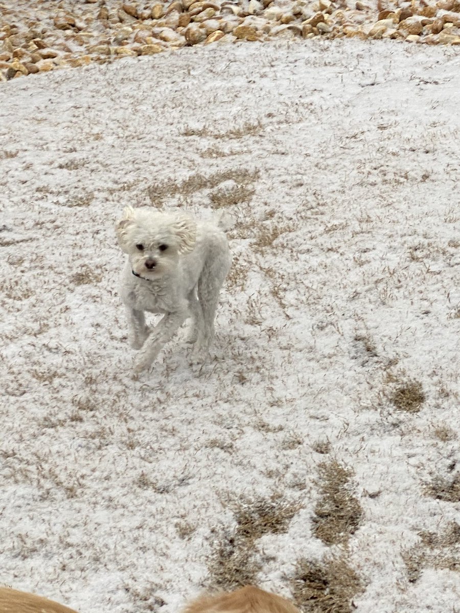 lerabwade's tweet photo. #NationalPuppyDay https://t.co/IV0xfzfmUD
