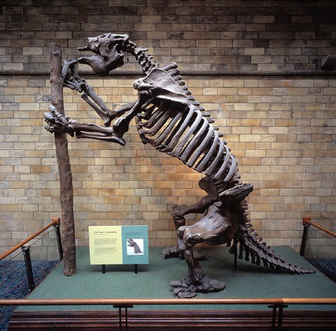 GoatIips's tweet photo. @DeepFriedDNA @MNCN_Col @ferwen #MegatheriumAmericanum:
The thumbnail is the same #GiantGroundSloth as the @mncn_csic/@MNCN_Col one? Only bigger βΊοΈ.
I think @NHM_Tring & @NHM_London have casts of it, but standing upright. π¦(Close enough ππ»π
) https://t.co/TW7NW12b3O