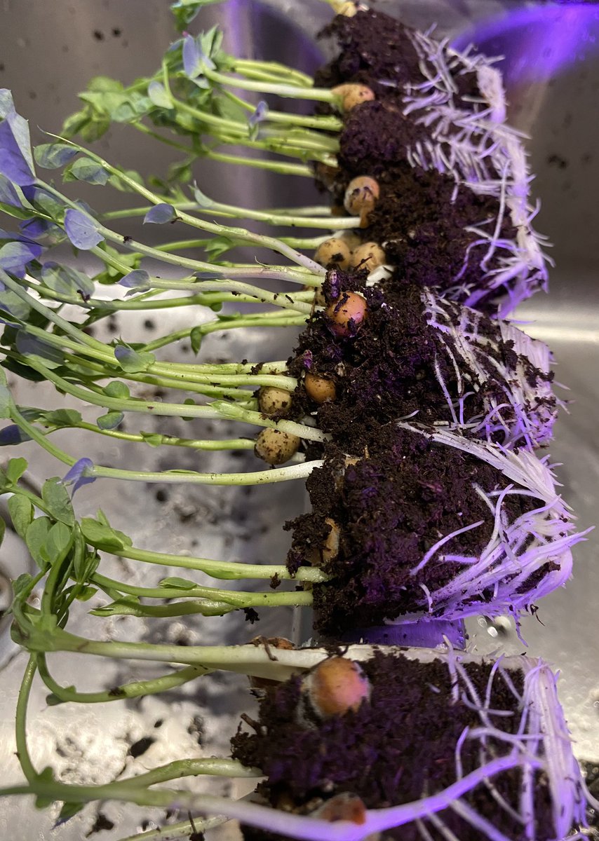 ManukuTreats's tweet photo. Look at these beauties! πͺ΄#microgreens #micropeas #micropeashoots #microspicymix #roots #plantsarefun #plantsmakepeoplehappy #cheflife #manukutreats https://t.co/FF70hNVb8Q