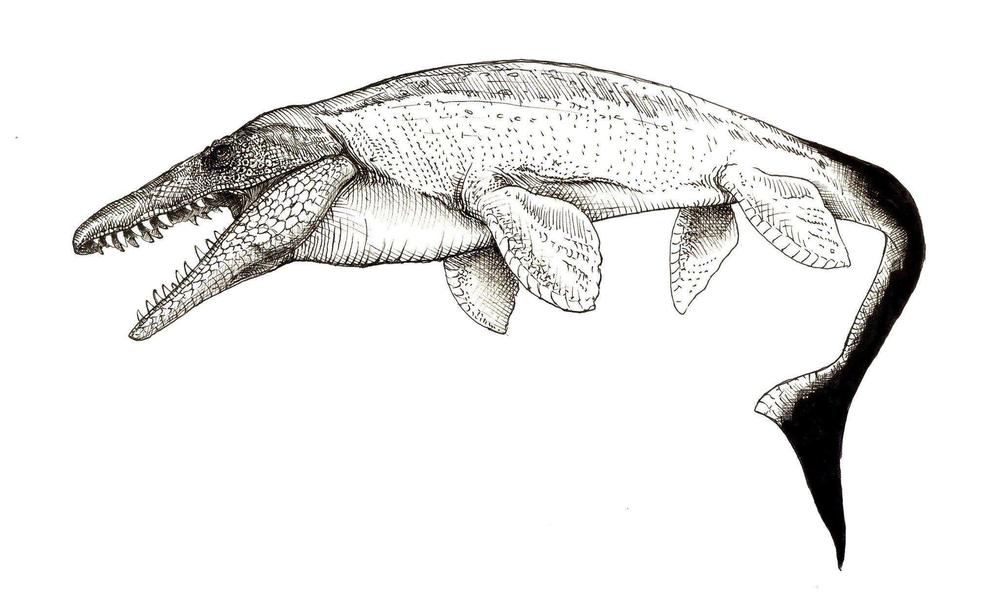 田中順也 古生物のしたたかな生き方 モササウルスウィークとな Mosasaurweek