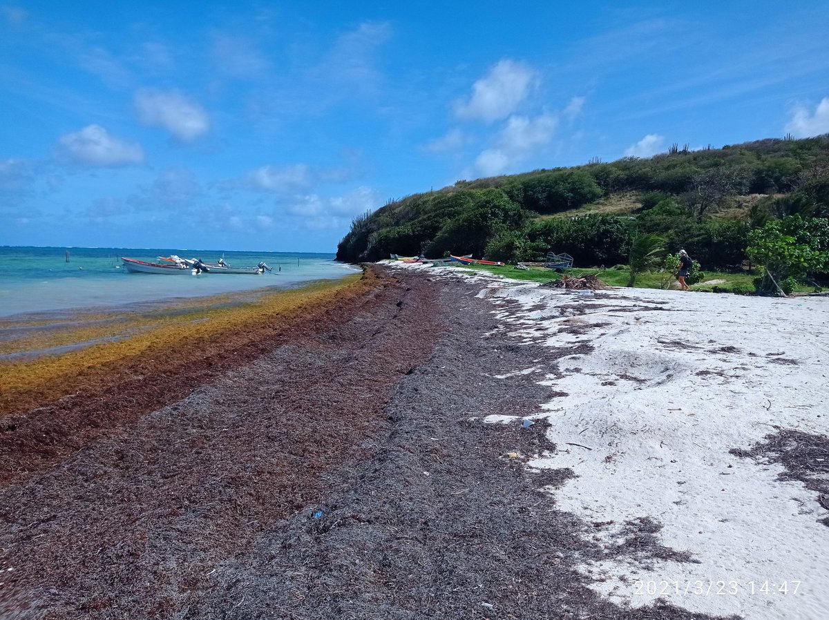 ClemtBouvier's tweet photo. Who can tell where the real #shoreline is ? Difficult #beachsurvey today at #pointefaula on the east coast of Martinique !
@BRGM_fr #EROSION https://t.co/qOsbM5BXBt