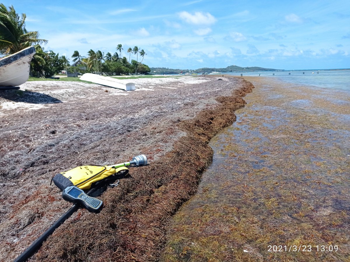 ClemtBouvier's tweet photo. Who can tell where the real #shoreline is ? Difficult #beachsurvey today at #pointefaula on the east coast of Martinique !
@BRGM_fr #EROSION https://t.co/qOsbM5BXBt