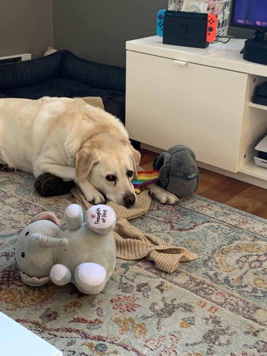 nicolerei's tweet photo. @dog_rates https://t.co/l4d17AS2KM