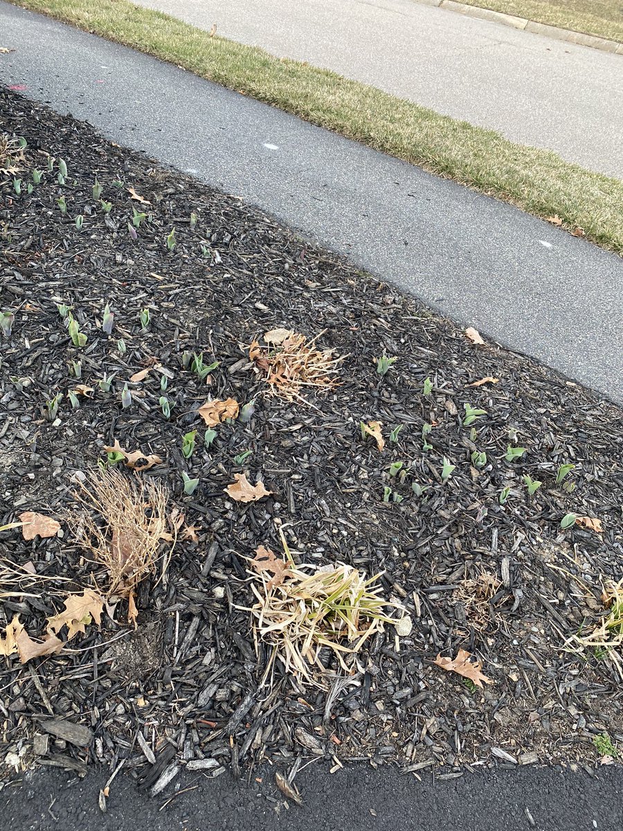 PapaliaMeier's tweet photo. #wmyst signs of Spring !! My #tulips are coming up! I am so excited. What made you smile today? Even on our most challenging days there is something positive that happens. Find the positivity in your day ! https://t.co/0LLFmVTtYY