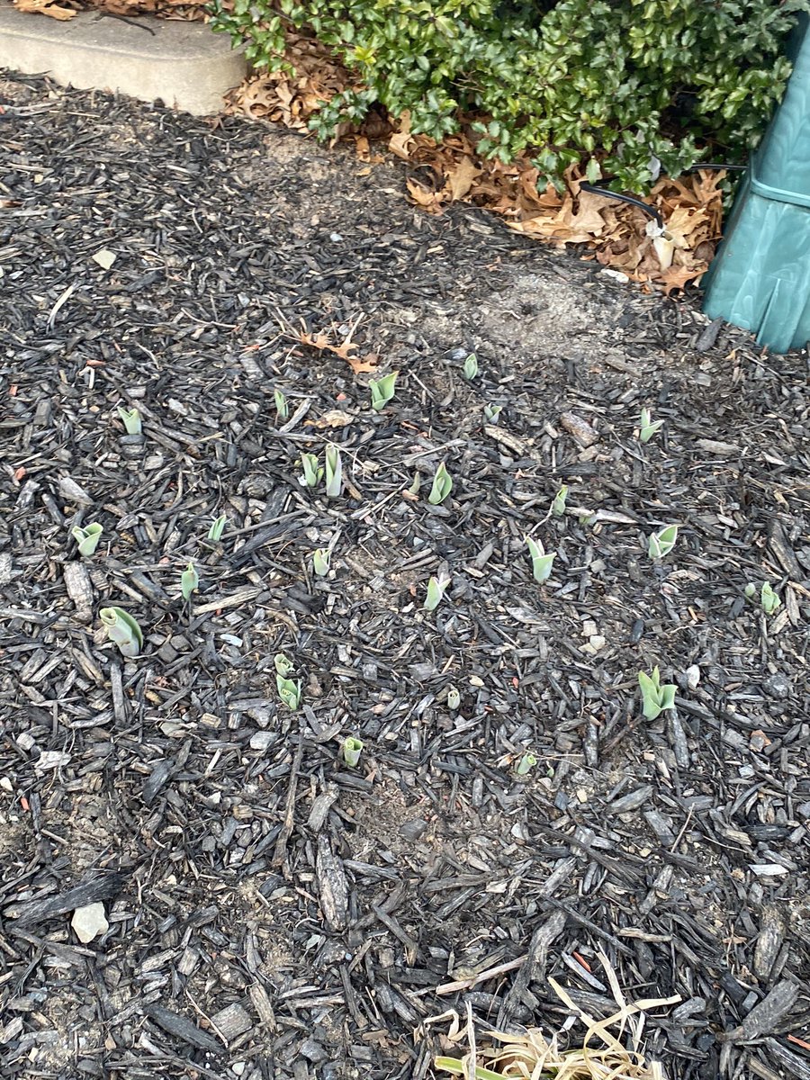 PapaliaMeier's tweet photo. #wmyst signs of Spring !! My #tulips are coming up! I am so excited. What made you smile today? Even on our most challenging days there is something positive that happens. Find the positivity in your day ! https://t.co/0LLFmVTtYY