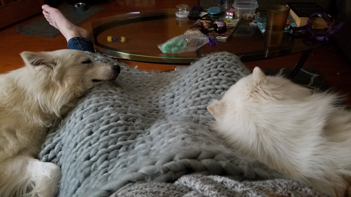 alissa1220's tweet photo. @dog_rates These are my puppy babies Murphy (almost 3 yrs) and Ravi (about a year, but he was a mill dog so 🤷‍♀️) https://t.co/9NHYwNFYSH