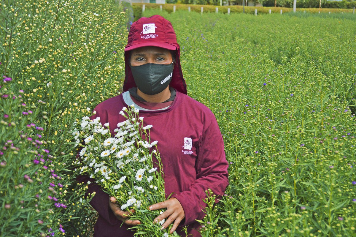 LHFlowers's tweet image. Aster white, also called monte casino, is one of our best sellers 🤩 it is a must to try it.

#asterwhite #astee #asters #montecasino #bestseller #americanfarminecuador #usa #ecuador #wecare #workforce #dreamteam #lhf #lahaciendaflowers