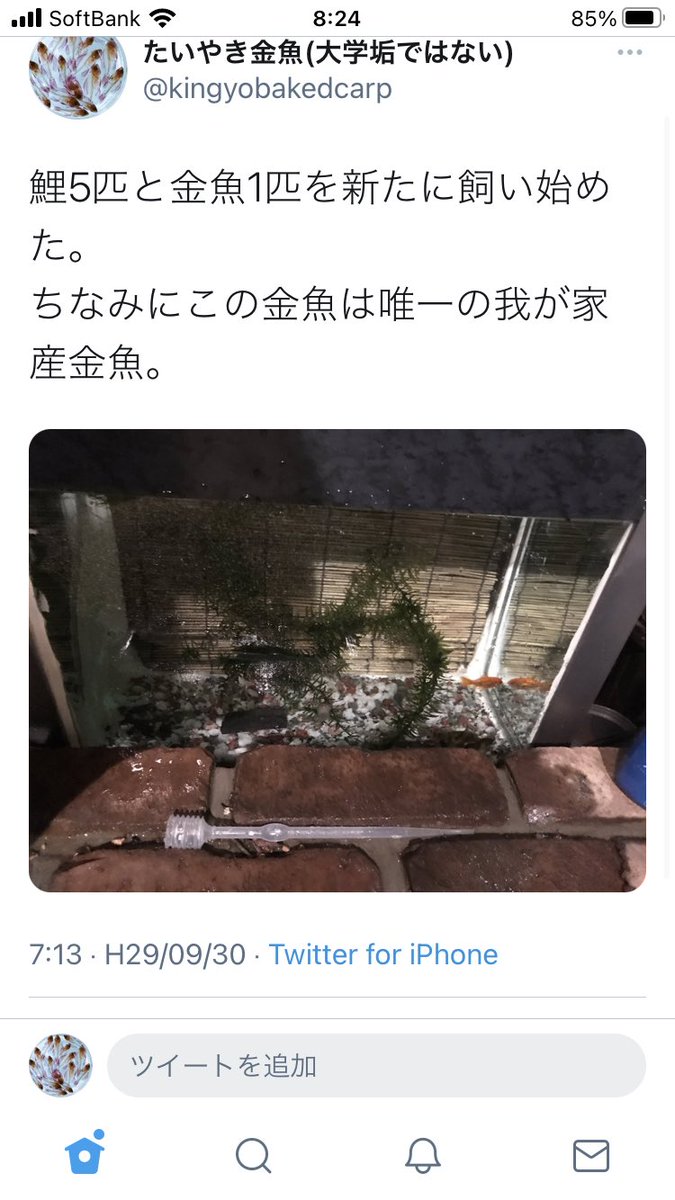 たいやき金魚 大学垢ではない Kingyobakedcarp Twitter