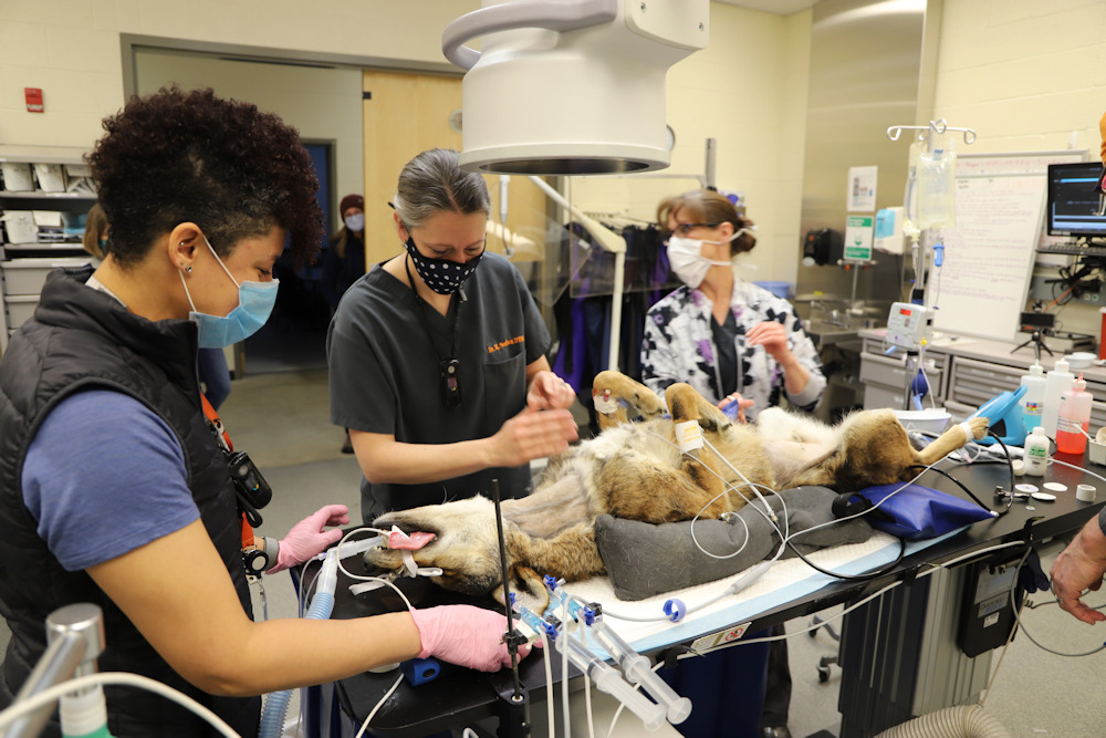 NWCWolfwatcher's tweet photo. "Endangered red wolf from Wash. zoo gets novel operation at OSU"

https://t.co/p8ga1KKXHI https://t.co/ijbyzyxIpq