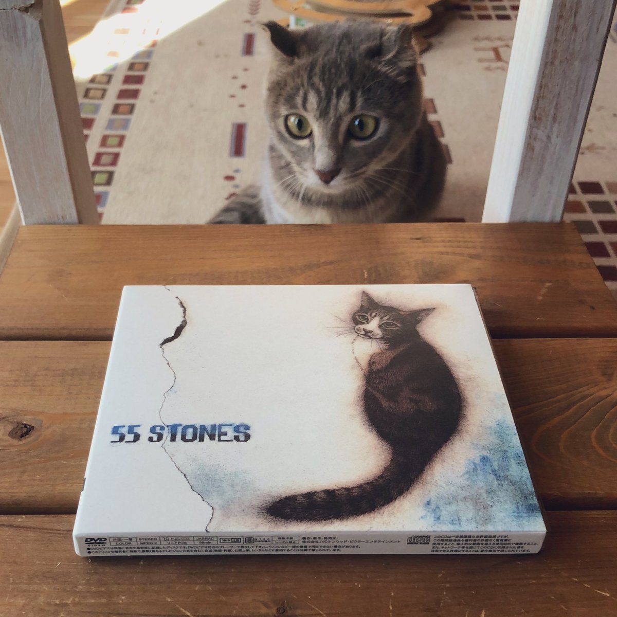 たぬkiki 皆さん本日斉藤和義さん 55stones 発売日ですニャ 坂本千明さんの猫ジャケットも素敵だニャ たぬkiki 皆さん本日斉藤和義さん 55stones 発売日ですニャ 坂本千明さんの猫ジャケットも素敵だニャ