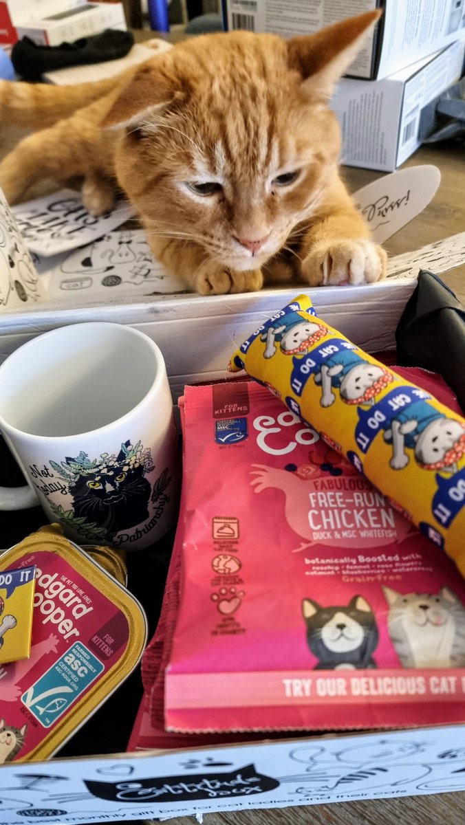holly's tweet photo. Max Cuddles immediately spotted the catnip treat in the latest #CattitudeBox! Off his little face. Thank you @Farahpaw!
#HollysMankyMoggies https://t.co/mzB3i04xlJ