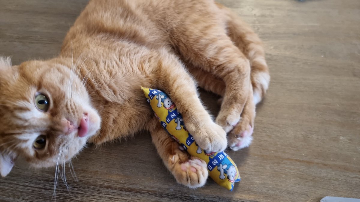 holly's tweet photo. Max Cuddles immediately spotted the catnip treat in the latest #CattitudeBox! Off his little face. Thank you @Farahpaw!
#HollysMankyMoggies https://t.co/mzB3i04xlJ