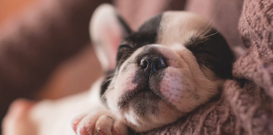 SuavesLomitos's tweet photo. Hoy es el #DíaDelCachorro. Enséñanos un foto de cuando tu Lomito llegó a tu casa.

#PuppyDay
#NationalPuppyDay https://t.co/RCLbMCRCWx