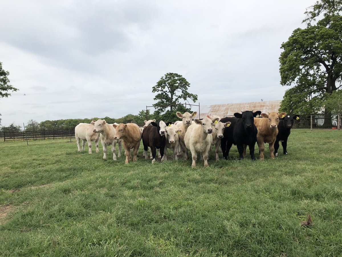 MissStovallAg's tweet photo. Have you HERD? It’s National Agriculture Day! Today we celebrate all the past and present agriculturists that have kept the world turning. https://t.co/9iUkMMjyjQ