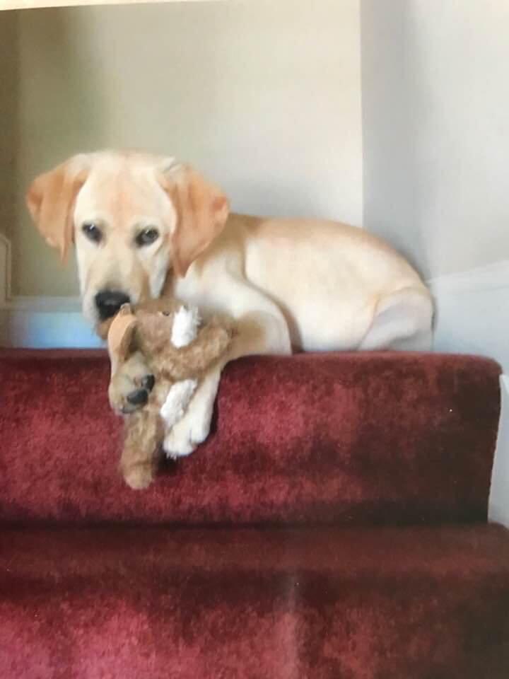 xvermonter61's tweet photo. I think I was kind of cute as a youngster! #NationalPuppyDay #DogsofTwitter https://t.co/pvwV2Ru3r3