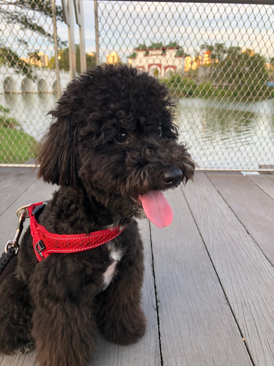 paswani's tweet photo. Happy #NationalPuppyDay from Charlie! https://t.co/iFD408lG4V