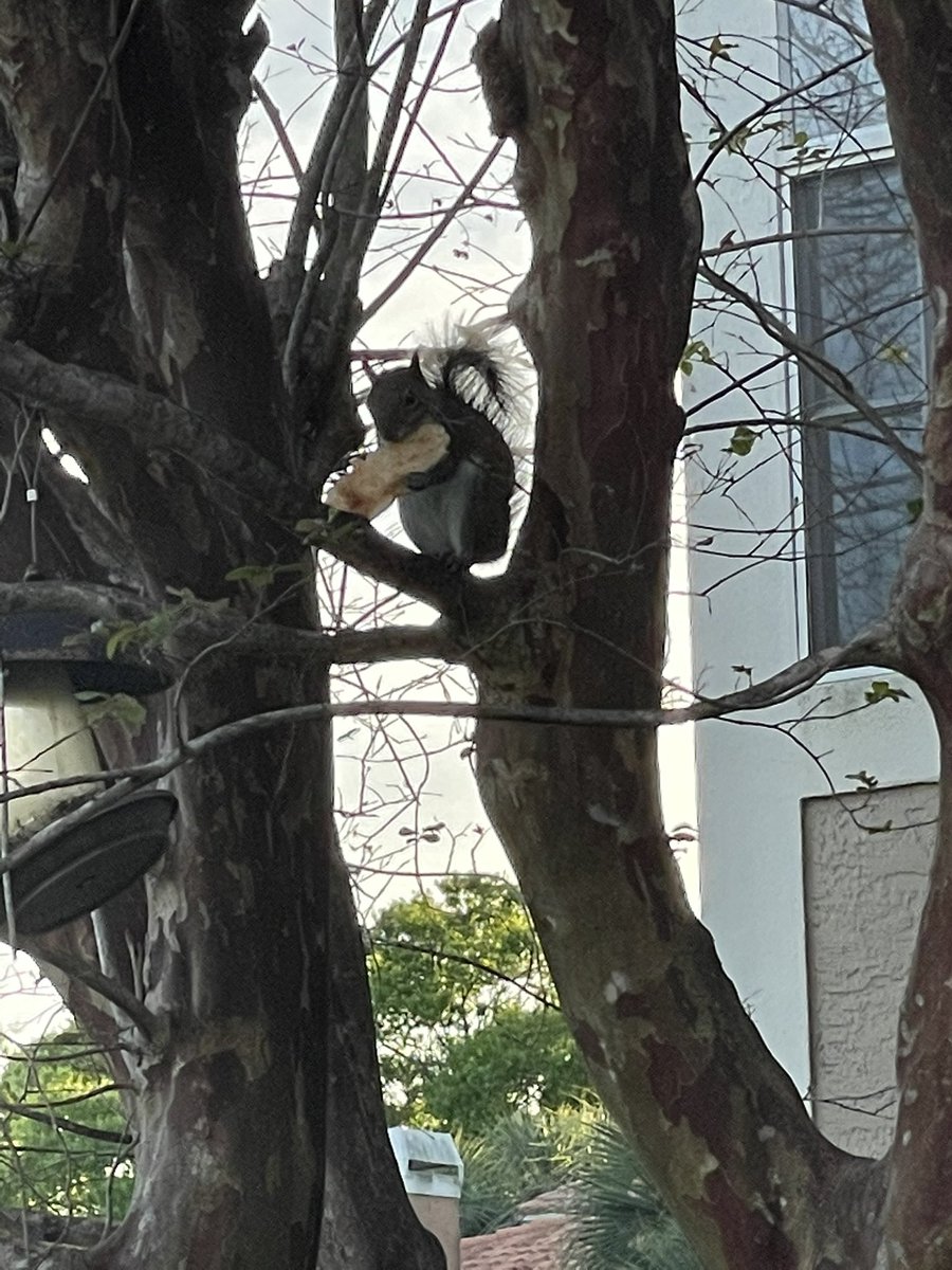 jk4176's tweet photo. #pizzasquirrel #letmegetaslice https://t.co/cxWCGmgDue