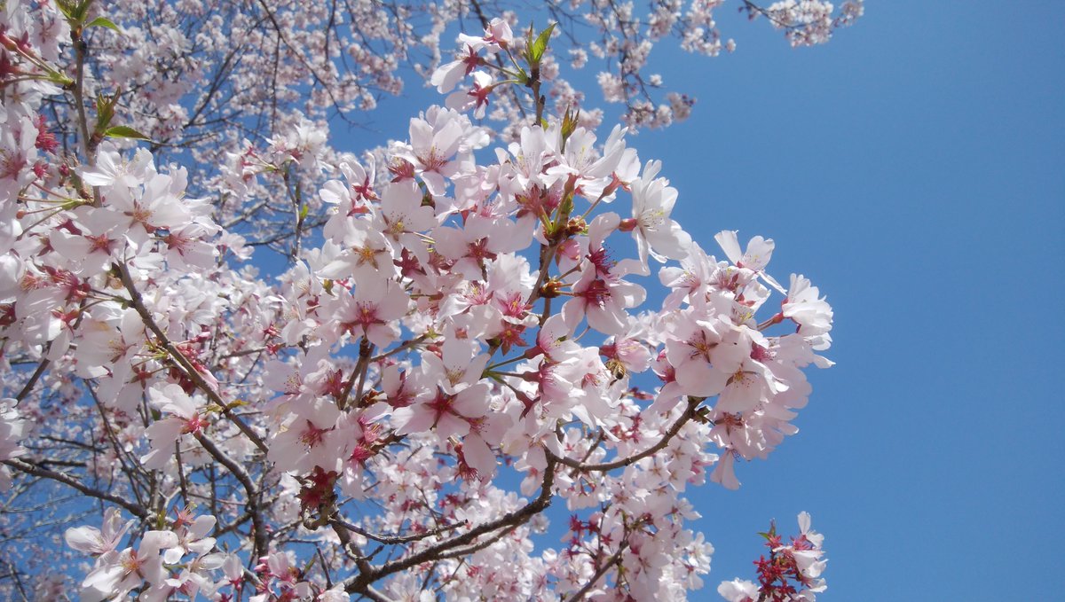 木原音瀬 Love Catch 完全版 Well 書き下ろしあり 配信開始 Narikono Twitter