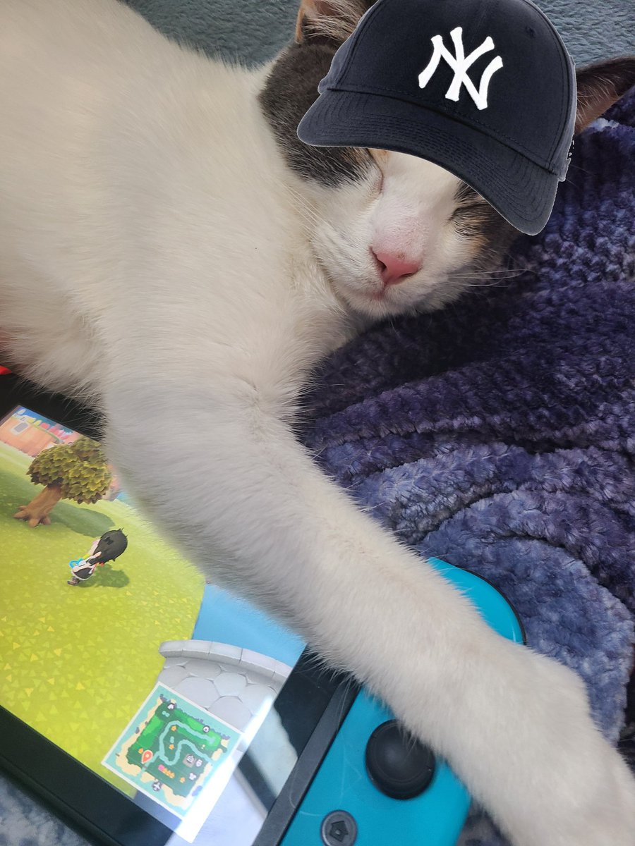 dafuccole's tweet photo. cholo cat https://t.co/NTpFg2esdE