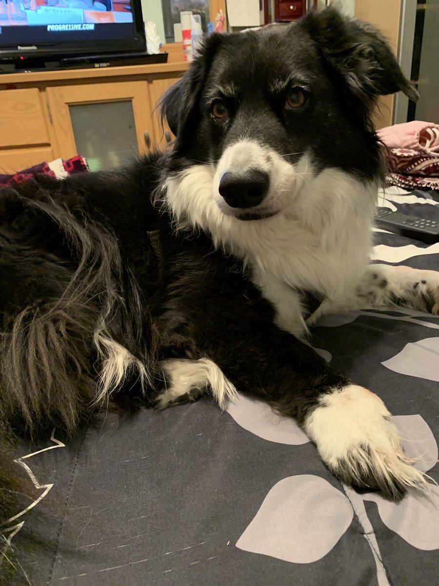 Framechik's tweet image. Happy National Puppy day!