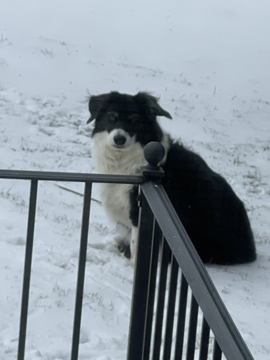 Framechik's tweet image. Happy National Puppy day!