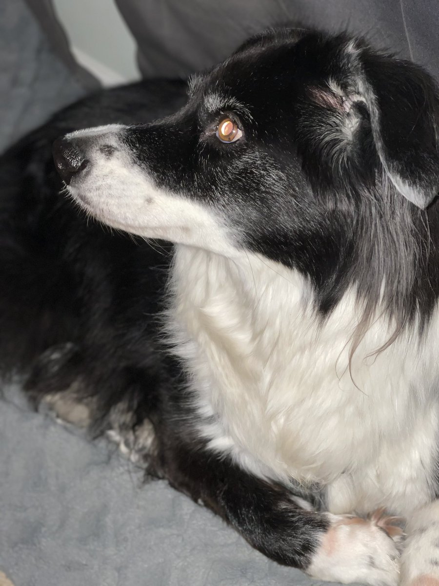 Framechik's tweet image. Happy National Puppy day!