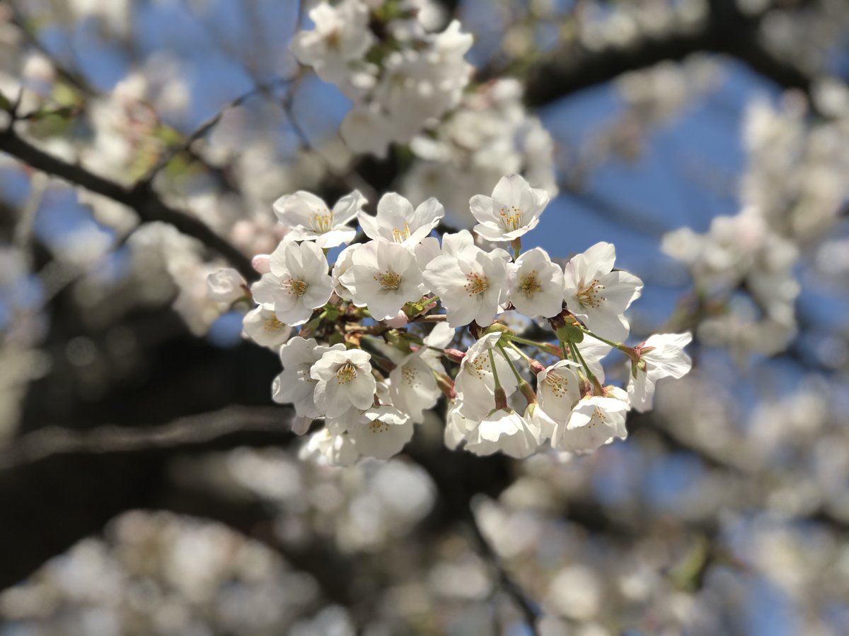 VictoriaBoy3's tweet photo. 今日は近くの小学校で卒業式だったみたい🌸
晴天、桜満開、おめでとう㊗ https://t.co/0WB2n5XBu7