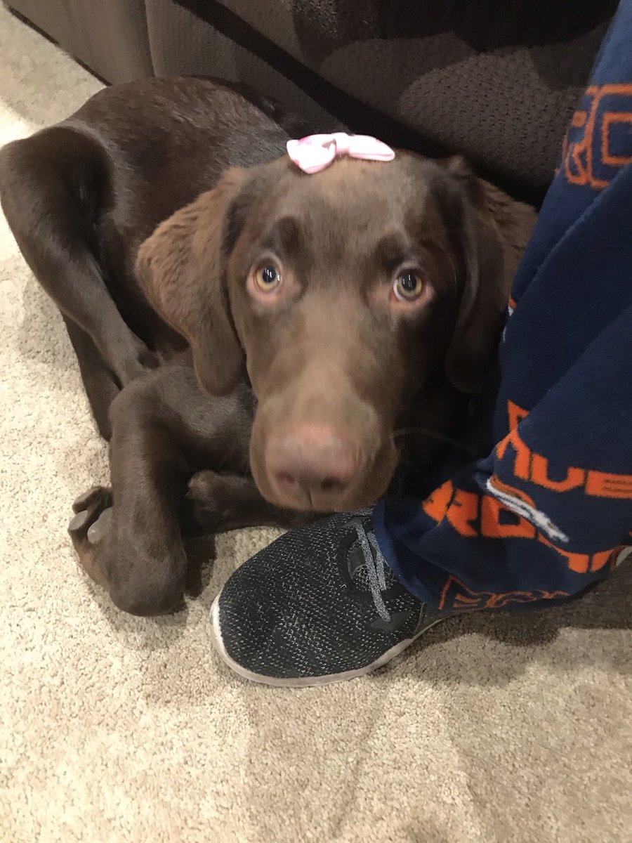 SonyaAbc's tweet photo. @budweiserusa @dog_rates Hazel https://t.co/ssGHbzsWDA