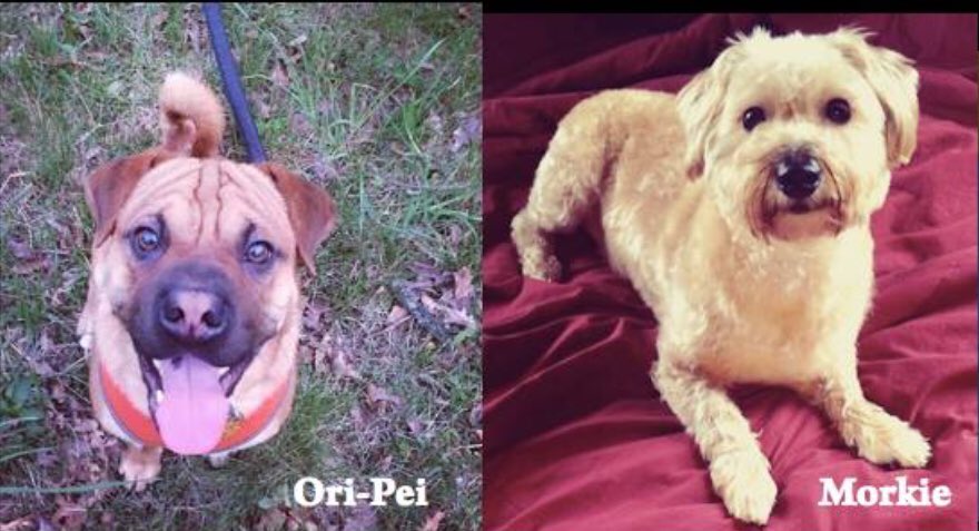 Jen_Flow's tweet image. Happy National Puppy Day