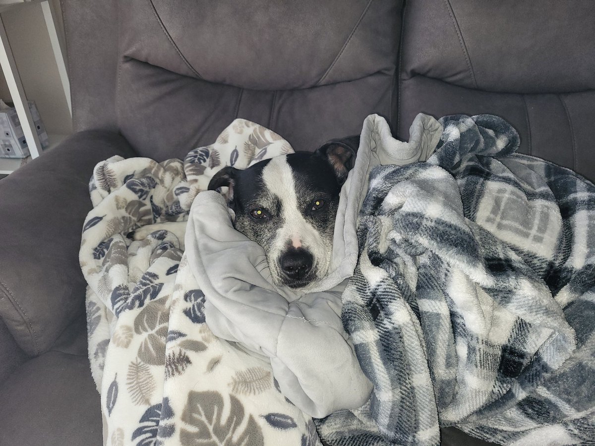 kmhotch's tweet photo. @dog_rates I promise she has more than just a head https://t.co/bYDz5pbsqd