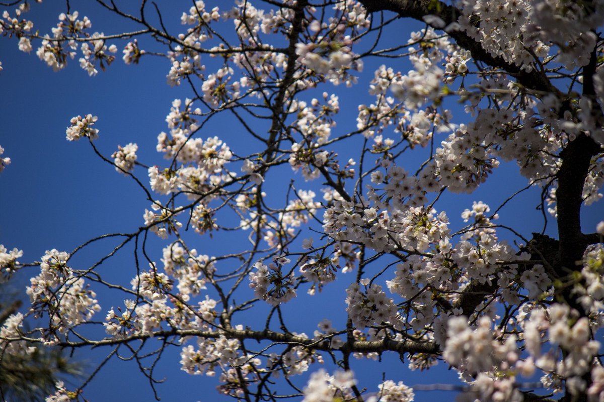 明治神宮野球場 公式 満開の桜をお楽しみください 神宮球場 桜 桜満開 お花見