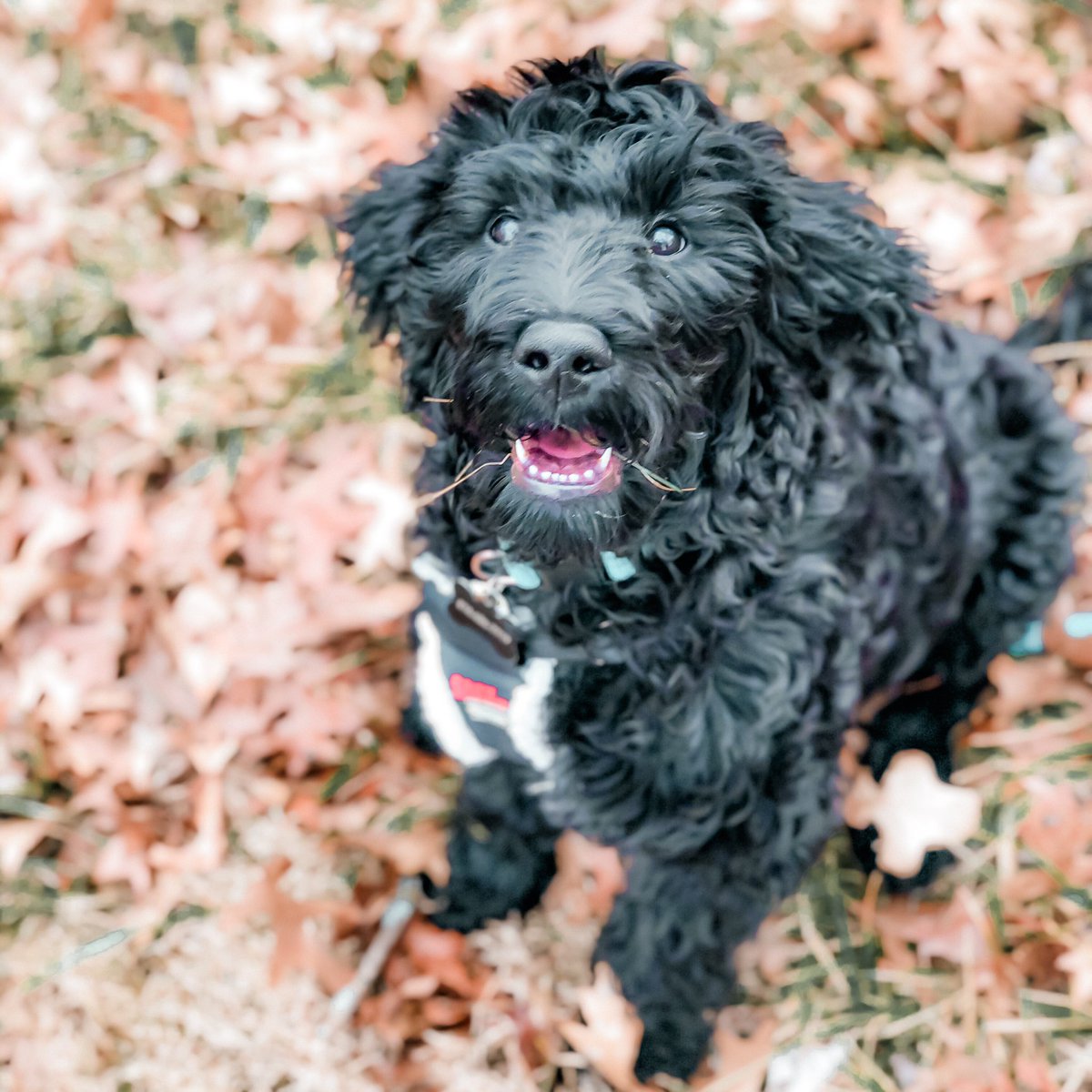 luci0kay's tweet photo. @UofMisery Meet Gus! https://t.co/ORM0BSSKij