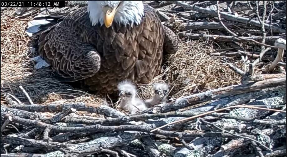 USFWS's tweet photo. 🚨 Baby eagle alert! 🚨 Celebrate spring with 2 recent bald eagle hatchlings at the National Conservation Training Center in West Virginia. Watch live: https://t.co/k4xZfDYzKl 

📷: Terri Bayles https://t.co/eGepOHj5Ni