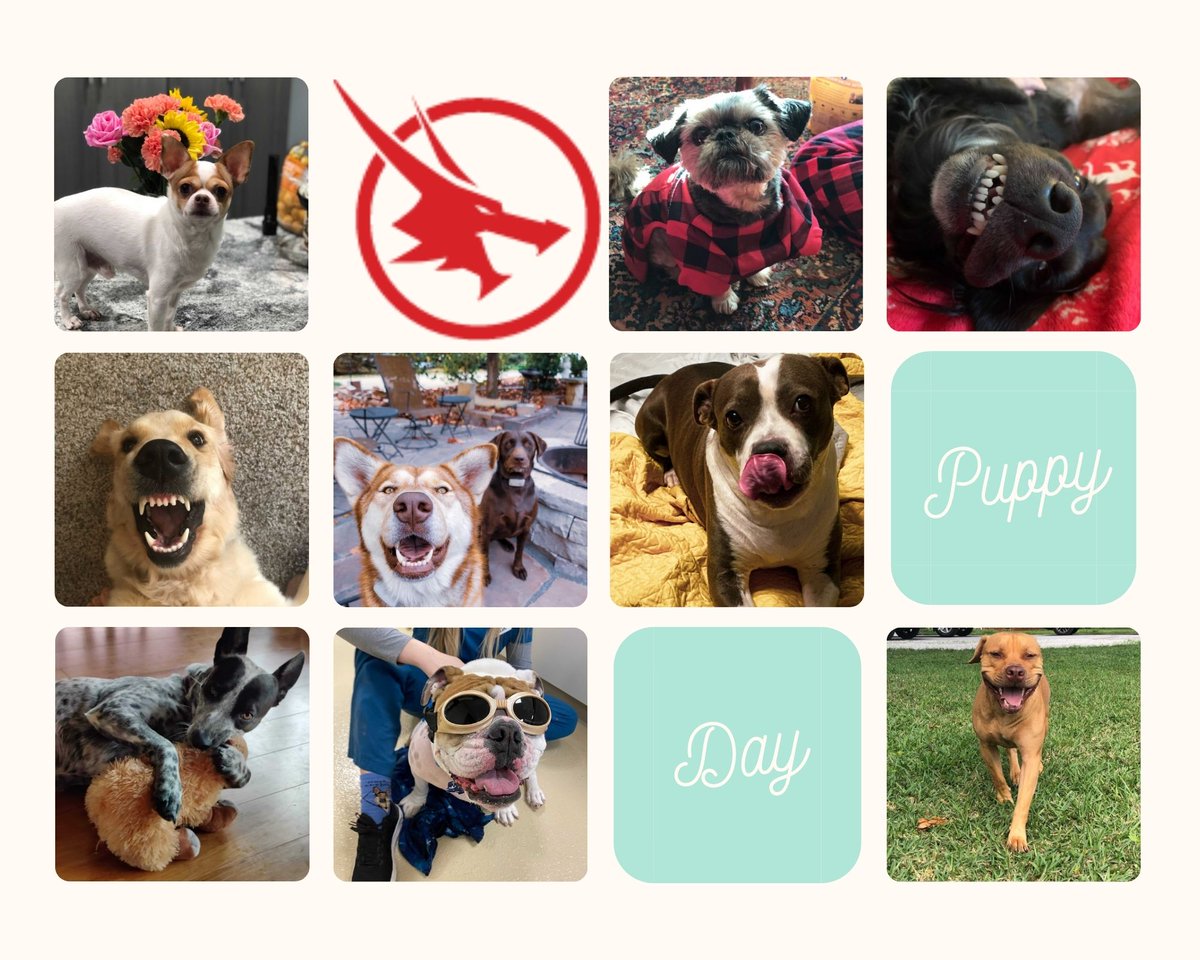 BeastCodeLLC's tweet photo. We have the shiniest coats, fuzziest ears, and the fastest wagging tails at Beast Code. Here's a few our best pals. Their code may be covered in slobber, but we still love them.
#NationalPuppyDay #Furkids #BeastCodeLife #dogswhocode https://t.co/7I8jFODHsv