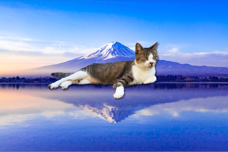 背景透過画像 Twitter Search Twitter